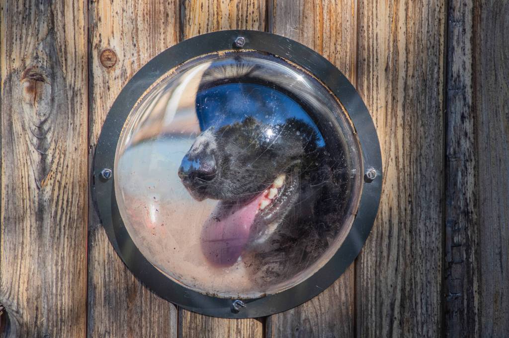Franco, a friendly young hound mix, peeks out of his play yard at WAG, a non-profit, volunteer driven dog shelter in Sequim. Sequim Gazette photo by Emily Matthiessen