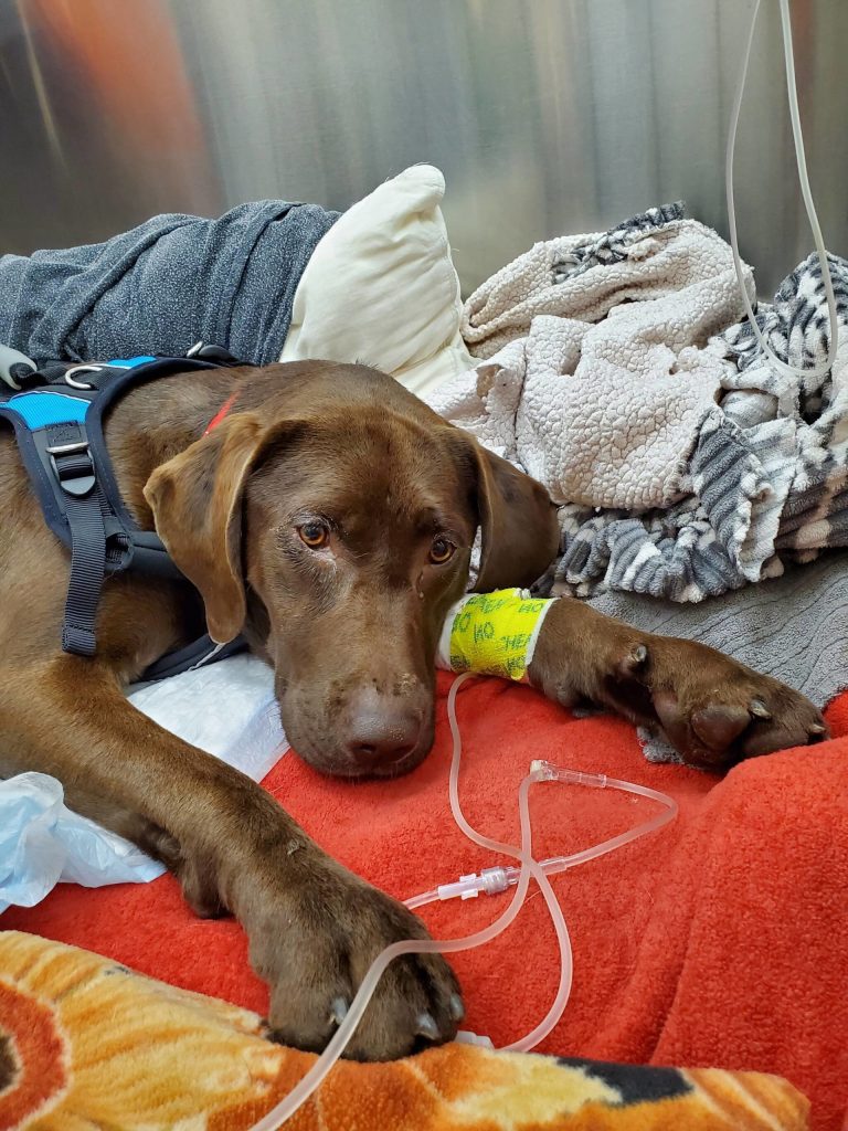 Coco is famous for falling over 200 feet off a cliff in Port Angeles and surviving, with the help of veterinarians and WAG, Sequims non-profit dog rescue and rehab. Her surgeons said it was a miracle she survived, said Deb Bemm, Vice President of the Board. Photo courtesy of Welfare for Animals Guild (WAG).