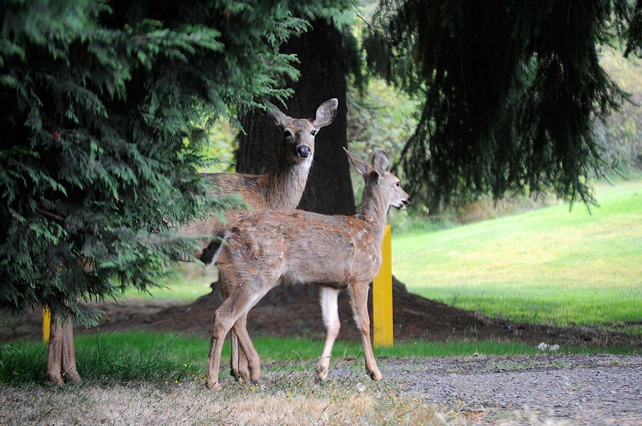 A draft plan went out in August suggesting mitigation efforts to control the deer population in Sunland, Sequim's largest housing development with 900-plus homes. If approved by Sunland Owners Association's board of directors, deer would be reduced to 22 allowed to live in the area with state officials trapping and euthanizing the deer before donating the meat to local food banks. Sequim Gazette photo by Matthew Nash
