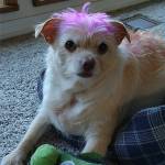 At left: Sara, a Welfare For Animals Guild rescue dog, won the Kiwanis of Sequim-Dungeness Cutest Dog contest at the Sequim Dog Park. Submitted photo