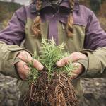 Organizers of the annual Orca Recovery Week are seeking volunteers for a number of projects in early October. Photo by Brennen Bartlett