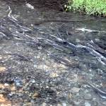 Salmon rest in a side channel of the Dungeness River at Railroad Bridge Park in Sequim on Sept. 23. Thousands of the fish were making their way upriver to their spawning grounds. Photo by Keith Thorpe/Olympic Peninsula News Group