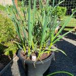 Fall is a great time to plant garlic in the ground or in containers, Master Gardeners say. Photo by Sandy Cortez