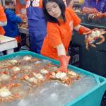 Crab preparer Vanessa Affandy of Port Angeles places freshly-gutted crabs into a container filled with iced saltwater as they wait for cooking for hungry patrons of the Dungeness Crab and Seafood Festival in 2019. File photo by Keith Thorpe/Olympic Peninsula News Group