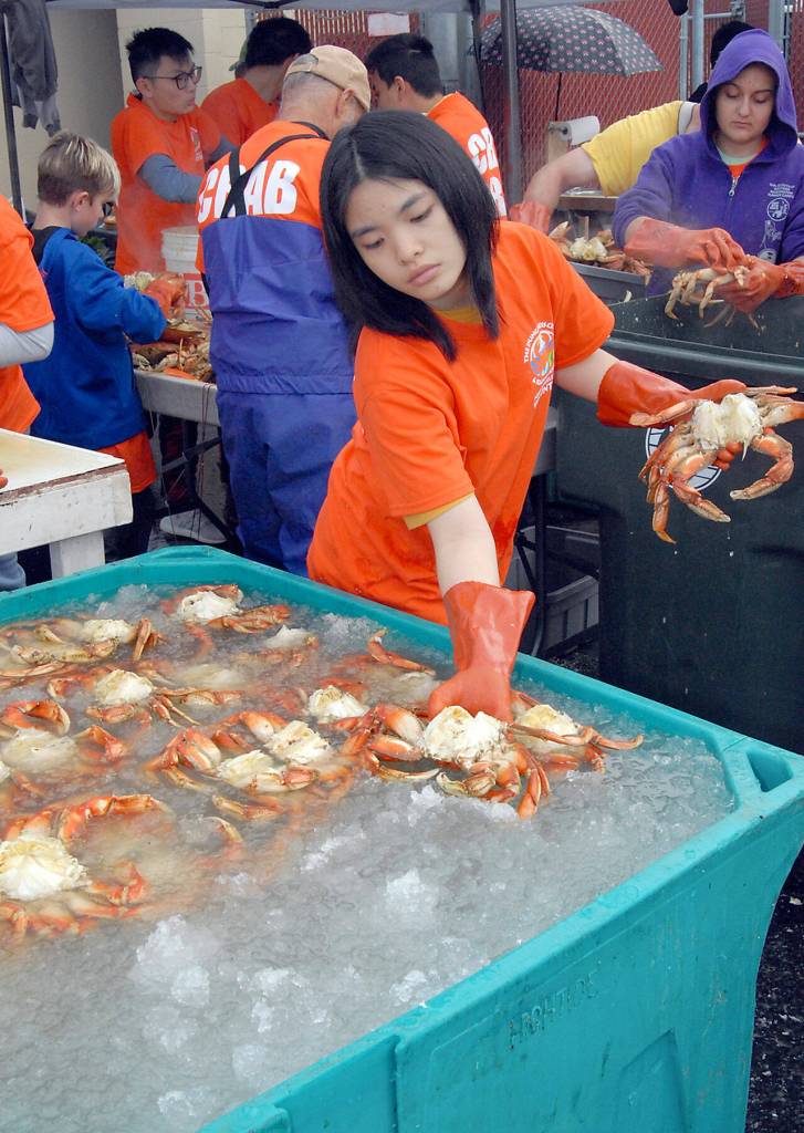 Crab preparer Vanessa Affandy of Port Angeles places freshly-gutted crabs into a container filled with iced saltwater as they wait for cooking for hungry patrons of the Dungeness Crab and Seafood Festival in 2019. File photo by Keith Thorpe/Olympic Peninsula News Group