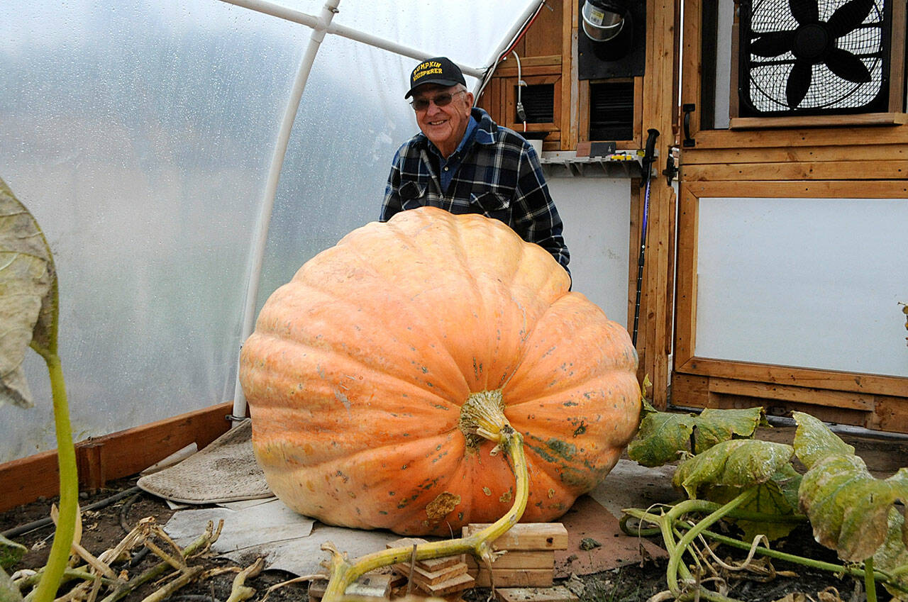 For his latest giant pumpkin, Ross Osborn built a greenhouse and had to add 12 feet of additional room for one pumpkins growing vine. Locals will be able to see his giant pumpkins at JACE Real Estate and guess their weight. Sequim Gazette photo by Matthew Nash