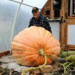 For his latest giant pumpkin, Ross Osborn built a greenhouse and had to add 12 feet of additional room for one pumpkins growing vine. Locals will be able to see his giant pumpkins at JACE Real Estate and guess their weight. Sequim Gazette photo by Matthew Nash