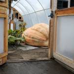 This giant pumpkin, nicknamed Maria after the song They call the wind Maria, grew inside Ross Osborns Sequim greenhouse. He said the high winds this year led him to name it after the song, one of his favorites. Sequim Gazette photo by Matthew Nash