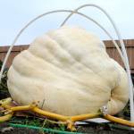 Whitney the pumpkin grew to a giant proportion in Ross Osborns garden. People will be able to guess its weight for prizes at JACE Real Estate starting Oct. 28. Sequim Gazette photo by Matthew Nash