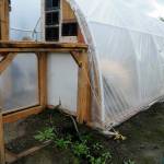 To make room for his giant pumpkins growing vine, Ross Osborne extended his greenhouse 12 feet this summer. Sequim Gazette photo by Matthew Nash