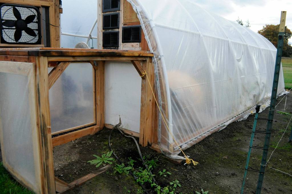 To make room for his giant pumpkins growing vine, Ross Osborne extended his greenhouse 12 feet this summer. Sequim Gazette photo by Matthew Nash
