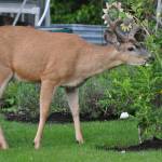 Learn how to mitigate damage by deer to gardens and landscapes from Washington Department of Fish and Wildlifes Matt Blankenship and Shelly Ament during their Zoom lecture on Nov. 11. Photo courtesy of Washington Department of Fish and Wildlife