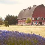 The Holladay Barn Christmas Market is set for Nov. 27-28 at the Holladay Barn at 712 Clark Road. Submitted photo