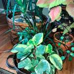 A little research and some TLC can help your plants thrive indoors this winter. Photo by Susan Kalmar