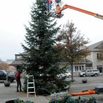 At 40 feet tall, the downtown Christmas tree is Sequims largest installation in at least a decade, organizers said on Nov. 13.