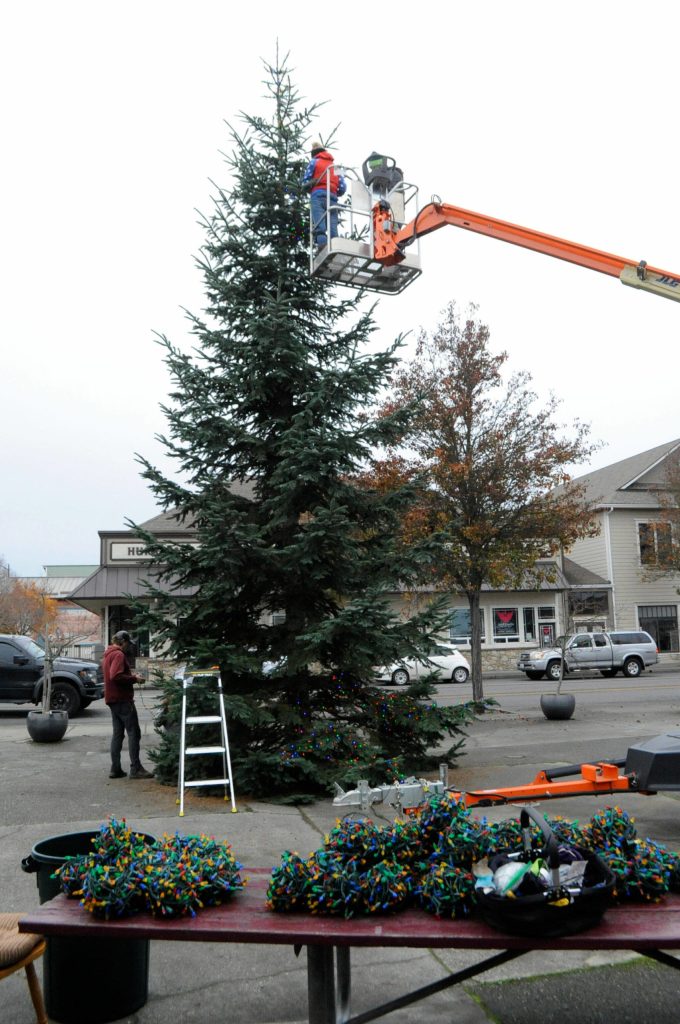 At 40 feet tall, the downtown Christmas tree is Sequims largest installation in at least a decade, organizers said on Nov. 13.