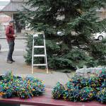Brian St. Ours helps wrap lights around Sequims 40-foot Christmas tree in downtown on Nov. 13. Sequim Gazette photo by Matthew Nash