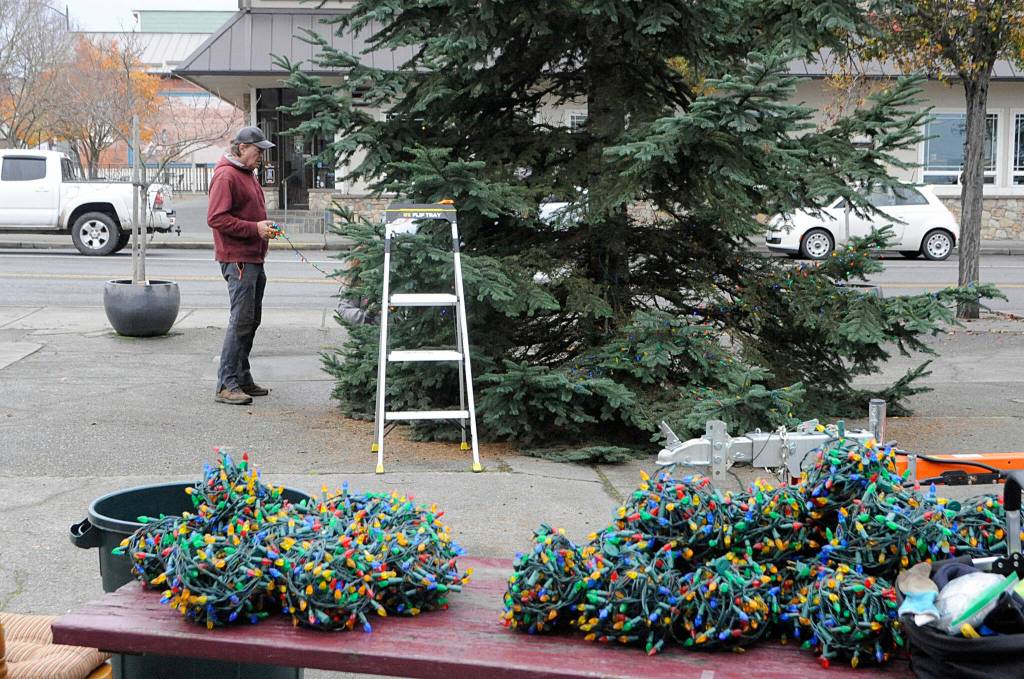 Brian St. Ours helps wrap lights around Sequims 40-foot Christmas tree in downtown on Nov. 13. Sequim Gazette photo by Matthew Nash