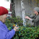 Carol Howard, left, and Jennifer Sitton, both of Sequim, string lights on Nov. 13 in downtown Sequim. Sitton said she wanted to be part of the festivities and make something beautiful for all the people to see.