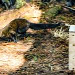 A fisher from Alberta, Canada, is released into a new home in Olympic National Park.