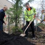 Sequim Mayor William Armacost and city parks workers Gary Butler and Thomas McCulloch, cover a Himalayan Cedar Tree with dirt on Nov. 19 for Sequims annual Arbor Day Celebration in Pioneer Memorial Park. Sequim Gazette photo by Matthew Nash