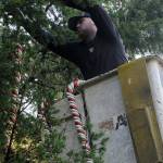 Will Sullivan with Black Diamond Tree Services places candy canes along Diamond Point Road on Nov. 20 as part of the communitys effort to decorate the road for Christmas. Sullivan with his son Geoffrey volunteered their time to help dozens of neighbors decorate.