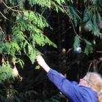 Judy Thomas hangs ornaments in trees along Diamond Point Road on Nov. 20 as part of a community wide decorating effort. Sequim Gazette photo by Matthew Nash