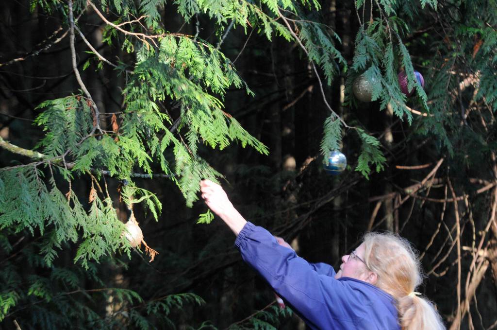 Judy Thomas hangs ornaments in trees along Diamond Point Road on Nov. 20 as part of a community wide decorating effort. Sequim Gazette photo by Matthew Nash
