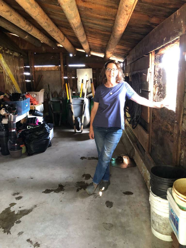 Volunteers added windows to the log cabin donated to the Sequim Prairie Garden Club and Pioneer Memorial Park in 1965.