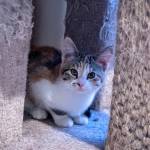 This, the shyest kitten in one room of kitty city, watches as her mates frolic. The youngest kittens and their mothers, if they have them, are a priority for being fostered, according to guidelines at the Olympic Peninsula Humane Society. OPHS is seeking more foster families in the community so that more dogs and cats can be cared for in a less stressful environment until they find their forever homes. Sequim Gazette Photo by Emily Matthiessen