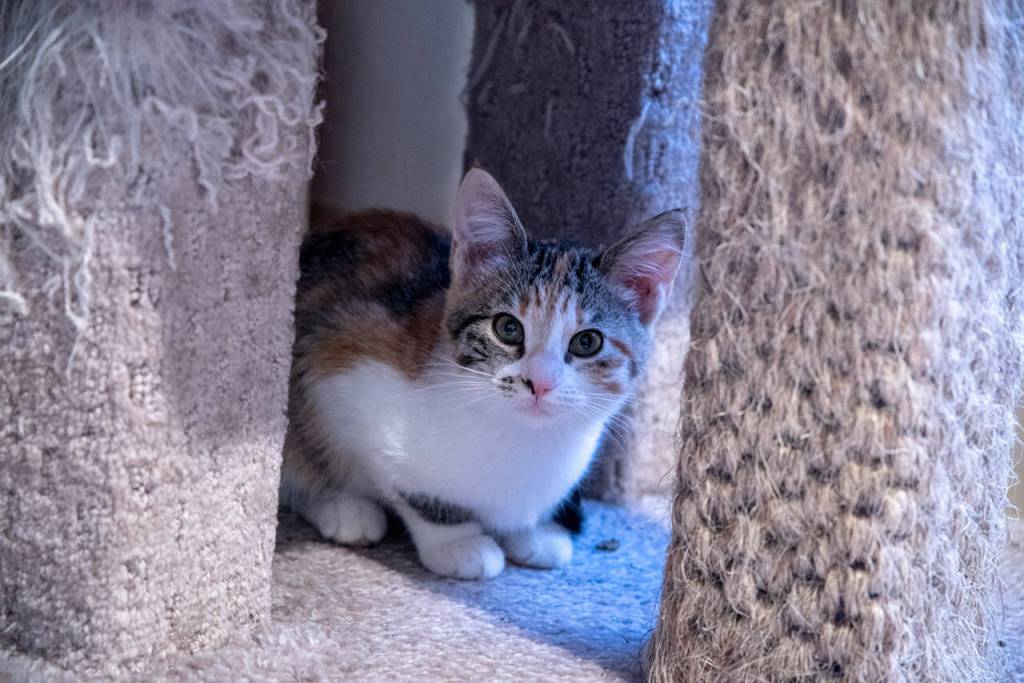 This, the shyest kitten in one room of kitty city, watches as her mates frolic. The youngest kittens and their mothers, if they have them, are a priority for being fostered, according to guidelines at the Olympic Peninsula Humane Society. OPHS is seeking more foster families in the community so that more dogs and cats can be cared for in a less stressful environment until they find their forever homes. Sequim Gazette Photo by Emily Matthiessen