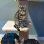 Cats at Olympic Peninsula Humane Society wait for their forever homes, or possibly, a foster home, as OPHS seeks more foster families in the community.