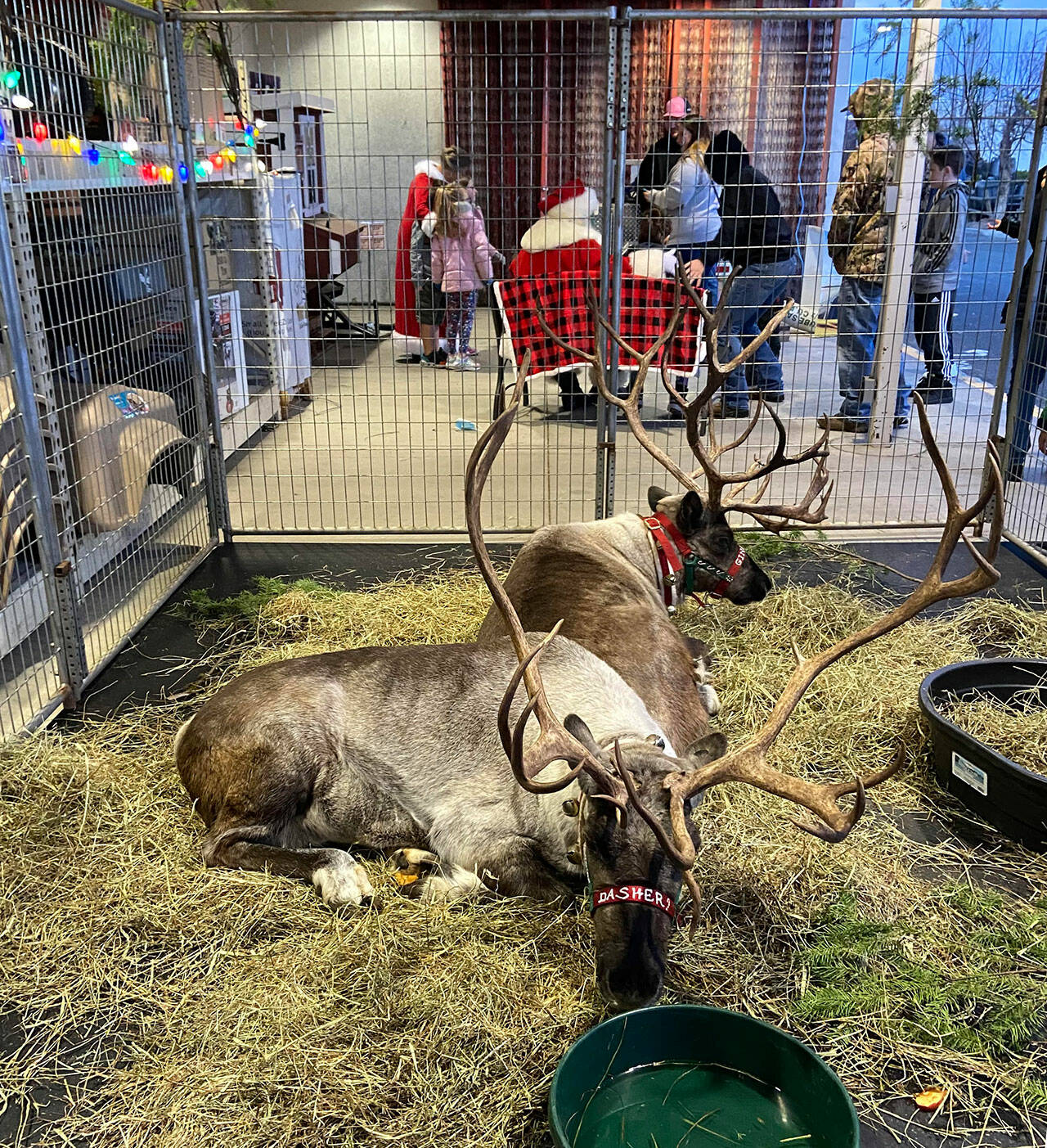 Sequims Coastal Farm & Garden hosts live reindeer at a special event set for 2-6 p.m. Tuesday, Dec. 10. Submitted photo