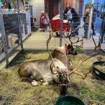 Sequims Coastal Farm & Garden hosts live reindeer at a special event set for 2-6 p.m. Tuesday, Dec. 10. Submitted photo
