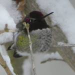 Contributor Susan Hamman spotted this hummingbird hunkering down during the recent snowfall in Sequim.