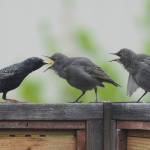 Sequim Gazette photo by Michael Dashiell
Its feeding time for these local starlings, perched atop a fence near downtown Sequim in mid-May.