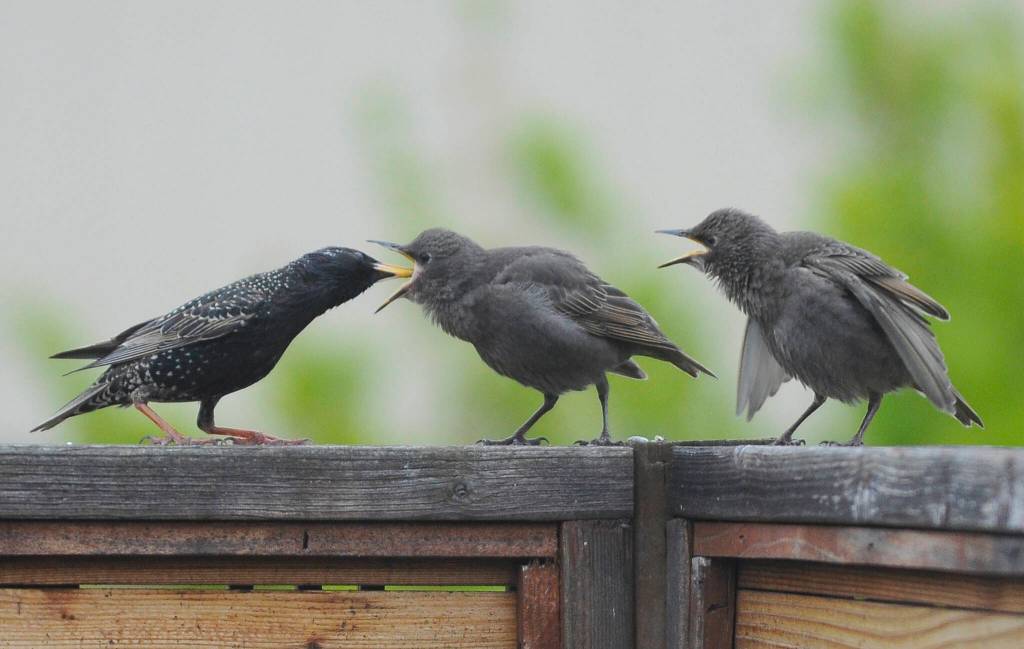 Sequim Gazette photo by Michael Dashiell
Its feeding time for these local starlings, perched atop a fence near downtown Sequim in mid-May.