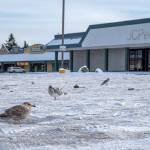 Seagulls poke around the parking lot at the former JCPenney site at Sequim Village Center last week. Photo by Emily Matthiessen