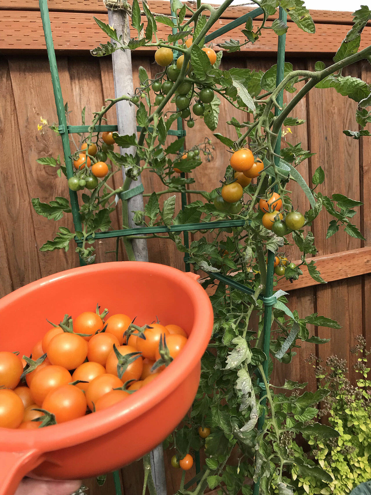 Photo by Susan Kalmar
Understanding microclimates can boost your harvest.