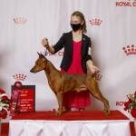 Submitted photo
Hurricane Ridge Kennel Club member Faerin Tait, 14, of Port Angeles and her German pinscher, Rookie, compete in the national owner-handled series and the junior handling finals last month in Orlando, Fla.