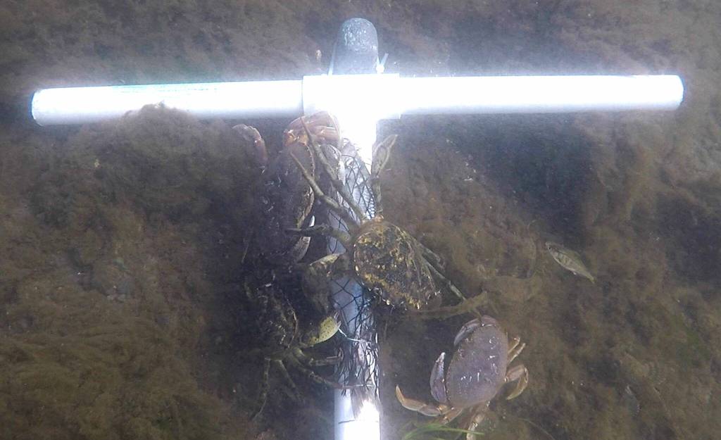 Continuing this year, staff with Makah Fisheries Management plan to continue underwater research of interaction between Dungeness crab and the invasive European green crab. Photo courtesy Adrianne Akmajian/ Makah Fisheries Management