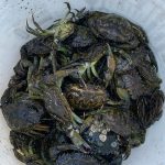 Photo courtesy 
Adrianne Akmajian/ 
Makah Fisheries Management
The Makah Tribe captured more than 1,400 European green crab in 2021. They look to prevent the invasive species from depleting natural habitats and outcompeting local species.