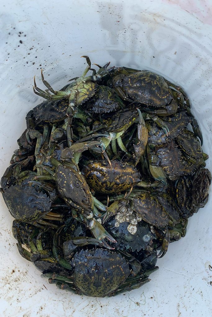 Photo courtesy 
Adrianne Akmajian/ 
Makah Fisheries Management
The Makah Tribe captured more than 1,400 European green crab in 2021. They look to prevent the invasive species from depleting natural habitats and outcompeting local species.