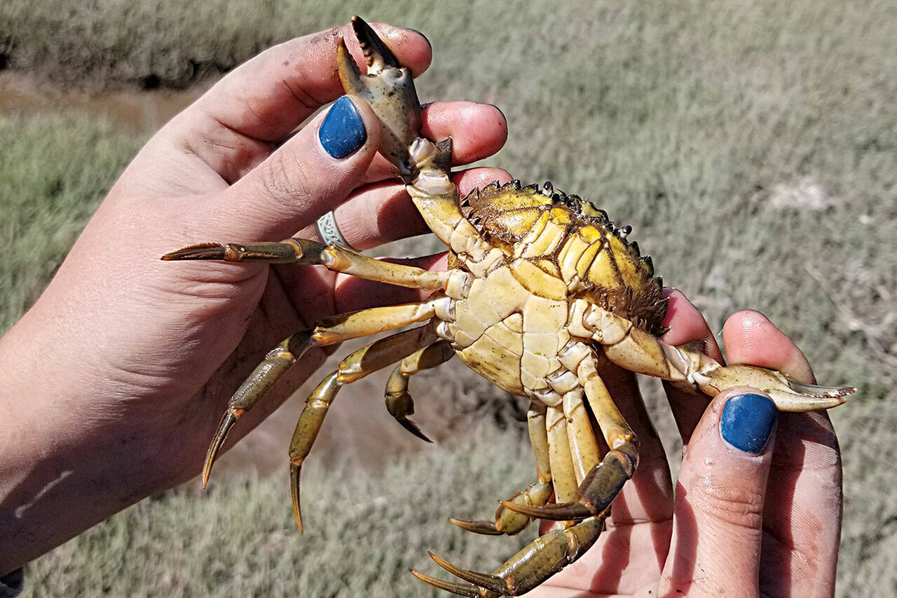 Last year, Jamestown SKlallam Tribe caught 16 invasive European green crab in Sequim Bay after catching none the year before. Photo courtesy Neil Harrington/Jamestown SKlallam Tribe