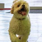 Sonny, 10-years-old or so, is the namesake of Sonnys Self Wash and Sonnys Spaw in Sequim.