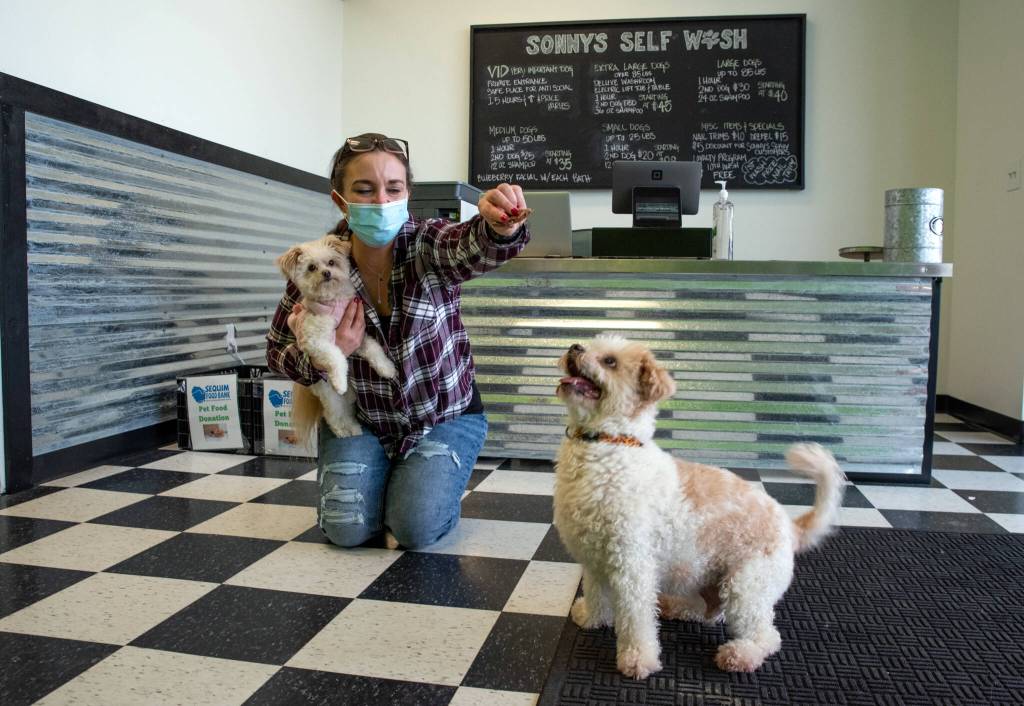 Mary Kniskern, owner of Sonnys Self Wash plays with her dogs Sonny, in front, and Piper, in arms. Sonnys Self Wash opened in Sequim on Jan. 5. Behind Kniskern are boxes for people to drop off pet food for the Sequim Food Bank. Sequim Gazette photo by Emily Matthiessen