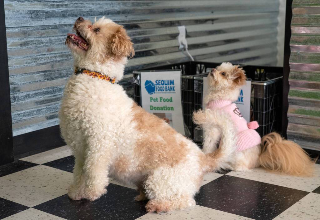 Sonny, of the newly opened Sonnys Self Wash, and Piper, intently watch owner Mary Kniskern (out of frame) in front of boxes for donations of pet food for the Sequim Food Bank. Sequim Gazette photo by Emily Matthiessen