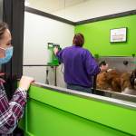 Sonnys Self Wash owner, Mary Kniskern looks on as Wilma Beckmann washes Fozzie, her 165 pound 2-year-old St. Bernard. Photo by Emily Matthiessen