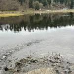 Sequim Gazette photo by Matthew Nash
More rainbow trout will be stocked in the Water Reuse Demonstration Site pond in Carrie Blake Community Park sometime in spring after water fowl leave the area, said club members of the Puget Sound Anglers-North Olympic Peninsula Chapter.