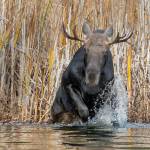 A bull moose at Lake Okanogan. Mary and Ken Campbell present 20/20 Visions of Nature in Washington During our Year-Long Travel Restrictions at the 2022 Travelers Journal presentation on March 31. Photo by Mary and Ken Campbell